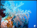   Soft Coral  